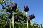 Des fleurs noires au jardin