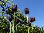 Des fleurs noires au jardin