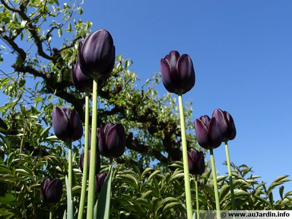 Des tulipes noires dans les massifs