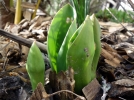 La croissance des plantes