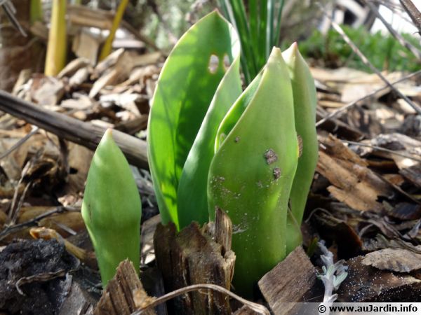Les tulipes au printemps se développent rapidement