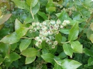 La myrtille, un fruit sauvage apprivois
