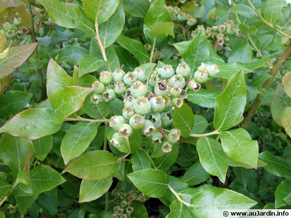 Vaccinium corymbosum 'Northland'