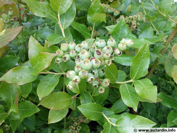 Vaccinium corymbosum 'Northland'