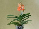 Comment entretenir et faire refleurir la vanda ?