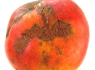 La tavelure du pommier, identifier et lutter