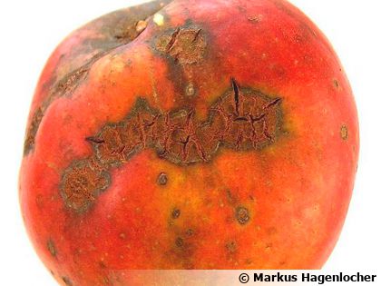 Tavelure du pommier : 5 gestes simples pour sauver vos pommes d�s le printemps