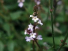 Verveine officinale, Verveine commune, Verveine sauvage, Verbena officinalis
