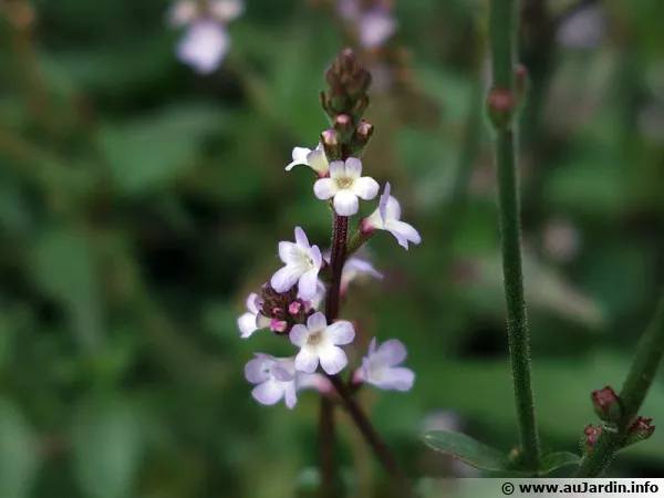 Fleurs de la Verveine officinale, Verveine commune, Verveine sauvage, Verbena officinalis