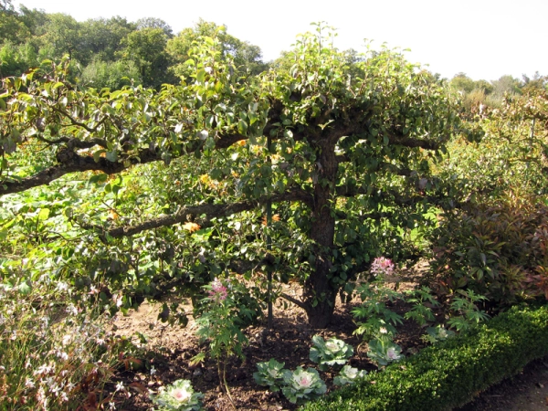 Fiches jardinage du verger