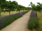 10 plantes mellifres pour attirer les butineurs