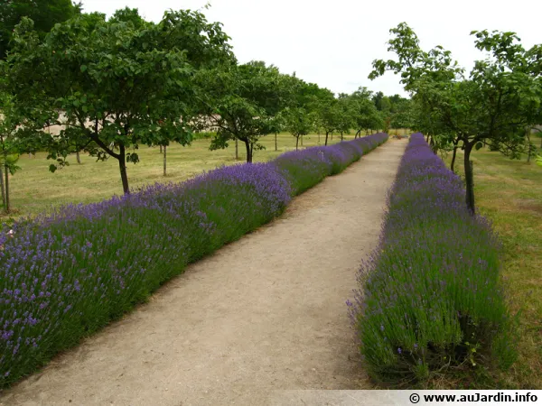 Les lavandes sont idéales pour les bordures et pour attirer les butineurs au jardin