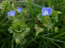 Vronique de Perse, Vronique commune, Boyau de chat, Veronica persica