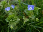 Vronique de Perse, Vronique commune, Boyau de chat, Veronica persica