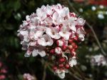 Viorne Bitchiu, Viburnum bitchiuense Viorne Bitchiu, Viburnum bitchiuense
