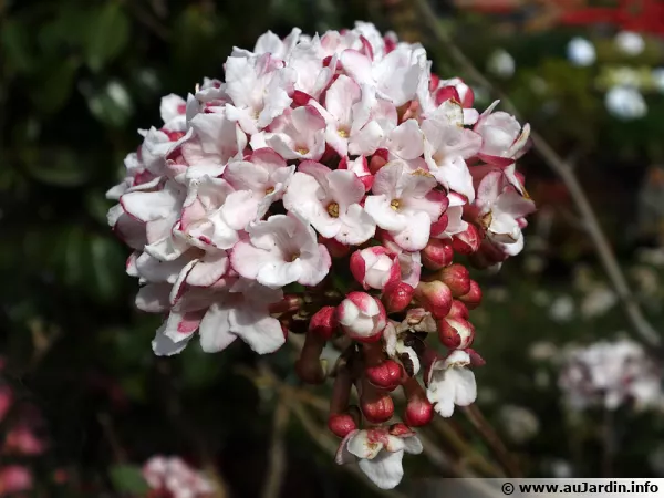 Viorne Bitchiu, Viburnum bitchiuense