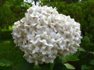 Viorne de Carlcephalum, Boule de neige odorante, Viburnum x carlcephalum