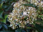Viorne à feuilles de camphrier, Viburnum cinnamomifolium Viorne à feuilles de camphrier, Viburnum cinnamomifolium