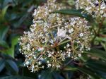 Viorne  feuilles de camphrier, Viburnum cinnamomifolium