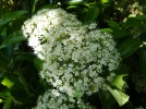 Viorne � larges panicules, Viorne � feuilles de tilleul, Viburnum dilatatum