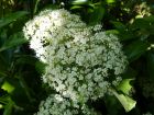 Viorne  larges panicules, Viorne  feuilles de tilleul, Viburnum dilatatum