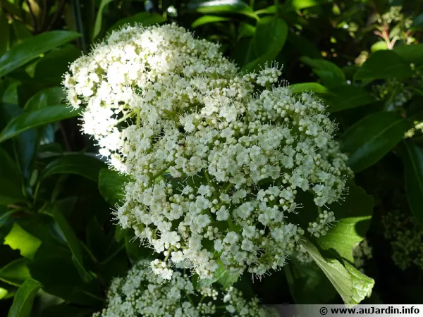 Viorne à larges panicules, Viburnum dilatatum 'Erie'
