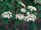 Viorne mansienne, Viorne cotonneuse, Viorne lantane, Viburnum lantana