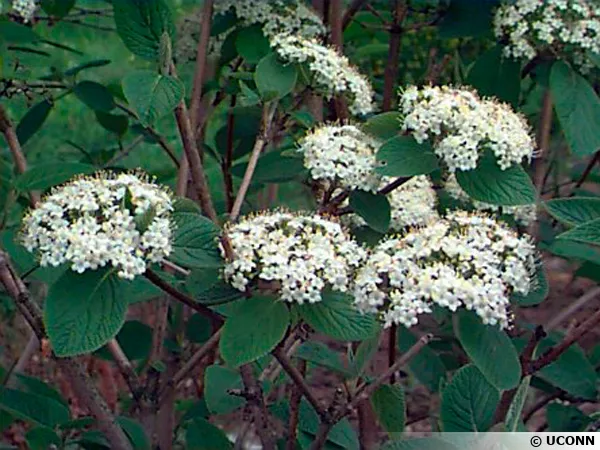 Viburnum lantana - fleurs