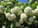 Boule de neige, Viorne obier, Viburnum opulus