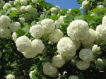 Boule de neige, Viorne obier, Viburnum opulus