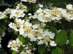 Viorne de Chine, Viburnum plicatum 'Lanarth' Viorne de Chine, Viburnum plicatum 'Lanarth'