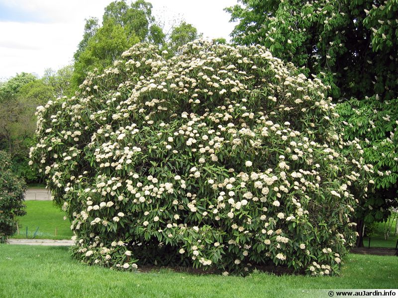 Où planter un Viburnum ?