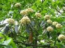 Viorne ride, Viburnum rhytidophyllum