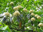 Fleurs de viorne ridée