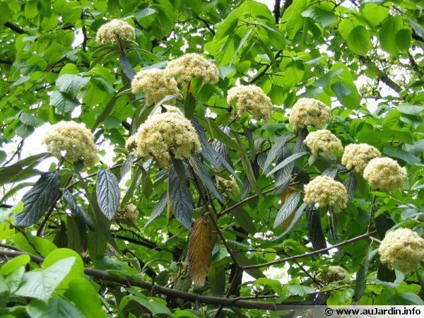 Fleurs de viorne ridée