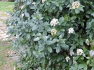 Laurier-tin (Viburnum tinus) : l'arbuste id�al pour une haie fleurie en hiver