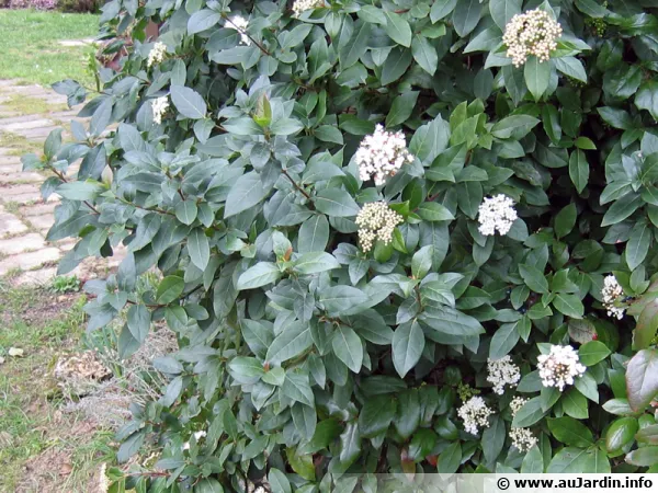 Laurier-tin, Viburnum tinus