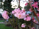 Viorne d'hiver, Viburnum x bodnantense
