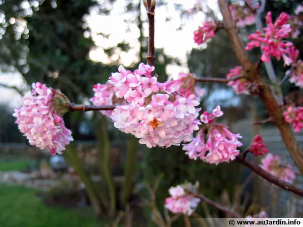 Viburnum x bodnantense, Viorne bordnantense