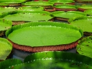 La feuille, l'lment indispensable  la survie des plantes