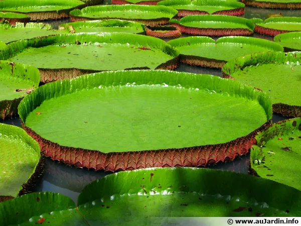 Feuille du nnuphar gant ou Victoria d'Amazonie aussi appele moule  tartes