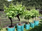 Cultiver la vigne en pot