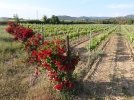 Pourquoi des rosiers au dbut des rangs de vignes?