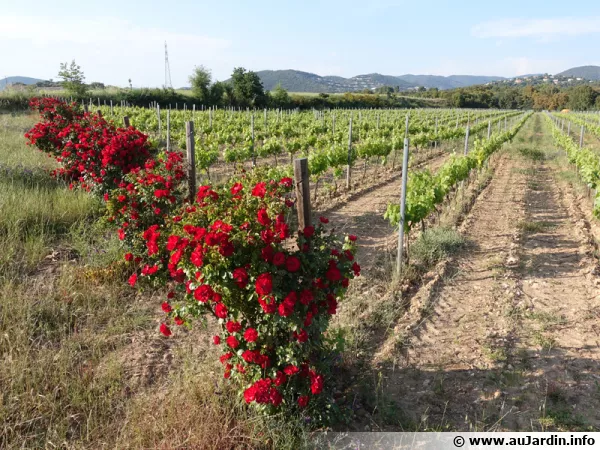 Des rosiers au dbut des rangs de vigne