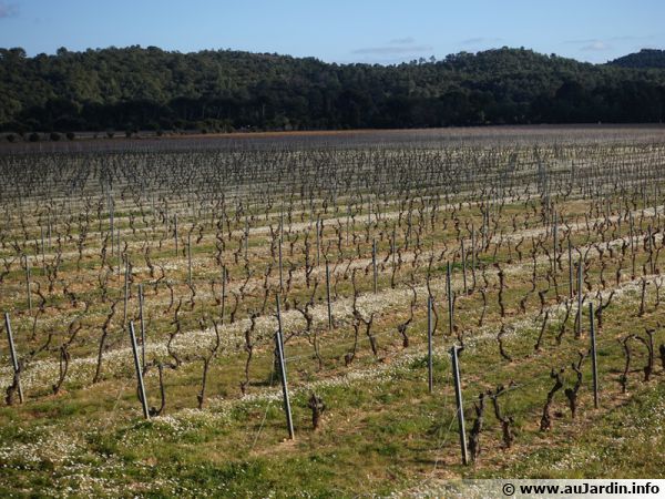 Vignoble bio dans le Var, des fleurs entre les rangs de vignes en février, c'est bio et bon !