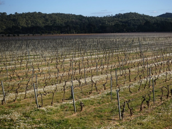 Vignoble bio dans le Var, des fleurs entre les rangs de vignes en février, c'est bio et bon !
