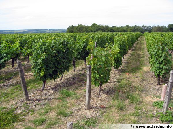 Thierry Delaunay, viticulteur en Touraine