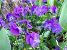 Les plantes hybrides