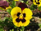 Les violas sont des plantes indispensables en hiver