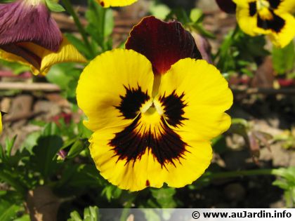 Pensée, Viola : planter, cultiver, multiplier